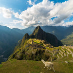 Peru - Trent Allen Gourmet Coffee