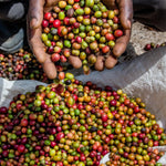 Uganda Sipi Falls - Trent Allen Gourmet Coffee