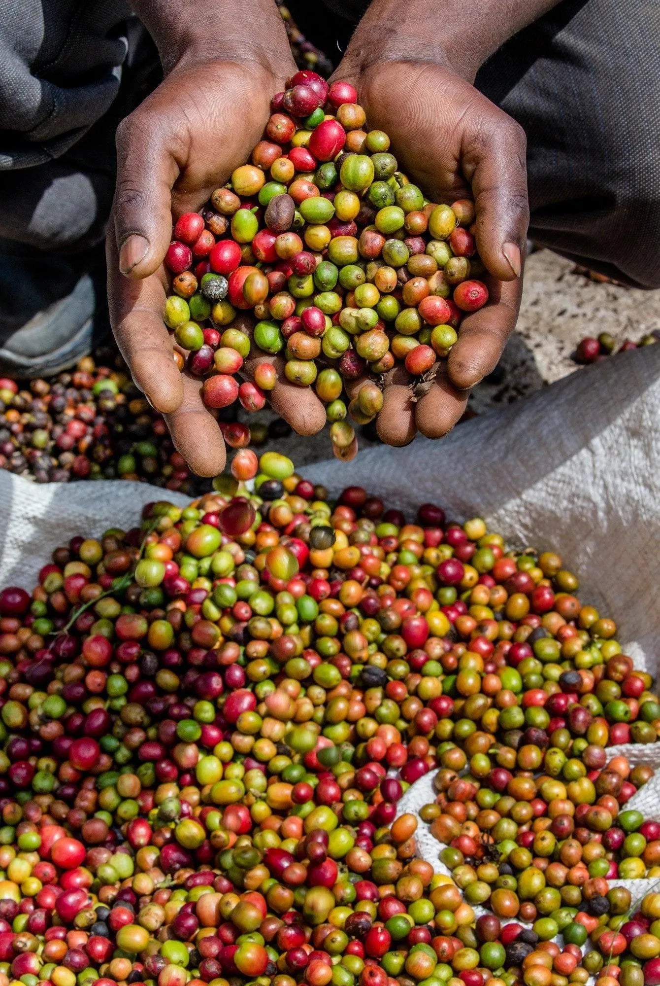 Uganda Sipi Falls - Trent Allen Gourmet Coffee