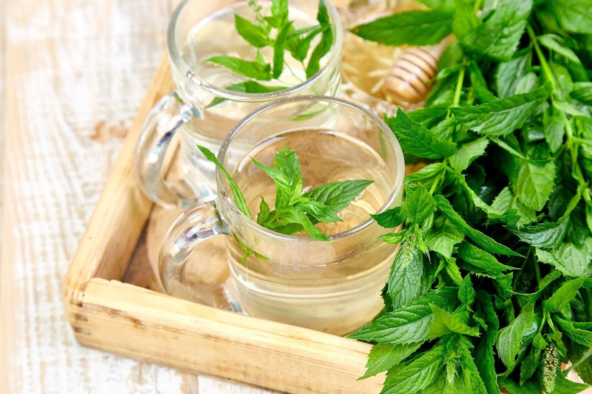 Peppermint Herbal Tea ( Pack of 2) - Trent Allen Gourmet Coffee