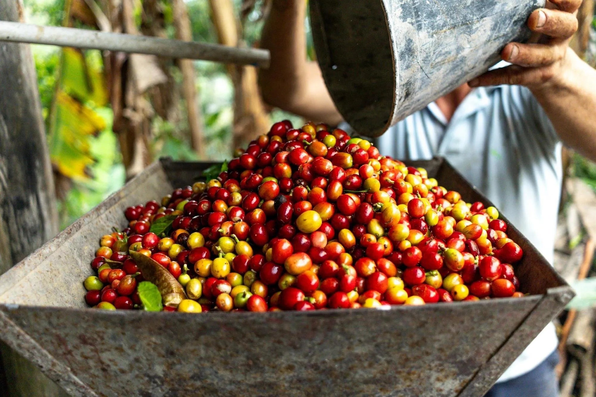 Nicaragua - Trent Allen Gourmet Coffee