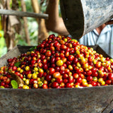 Nicaragua - Trent Allen Gourmet Coffee
