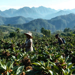 Papua New Guinea - Trent Allen Gourmet Coffee