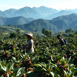 Papua New Guinea - Trent Allen Gourmet Coffee