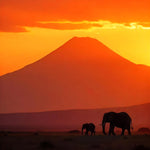 Tanzania Peaberry - Trent Allen Gourmet Coffee