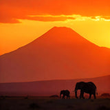 Tanzania Peaberry - Trent Allen Gourmet Coffee