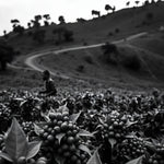 Tanzania Peaberry - Trent Allen Gourmet Coffee