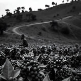 Tanzania Peaberry - Trent Allen Gourmet Coffee