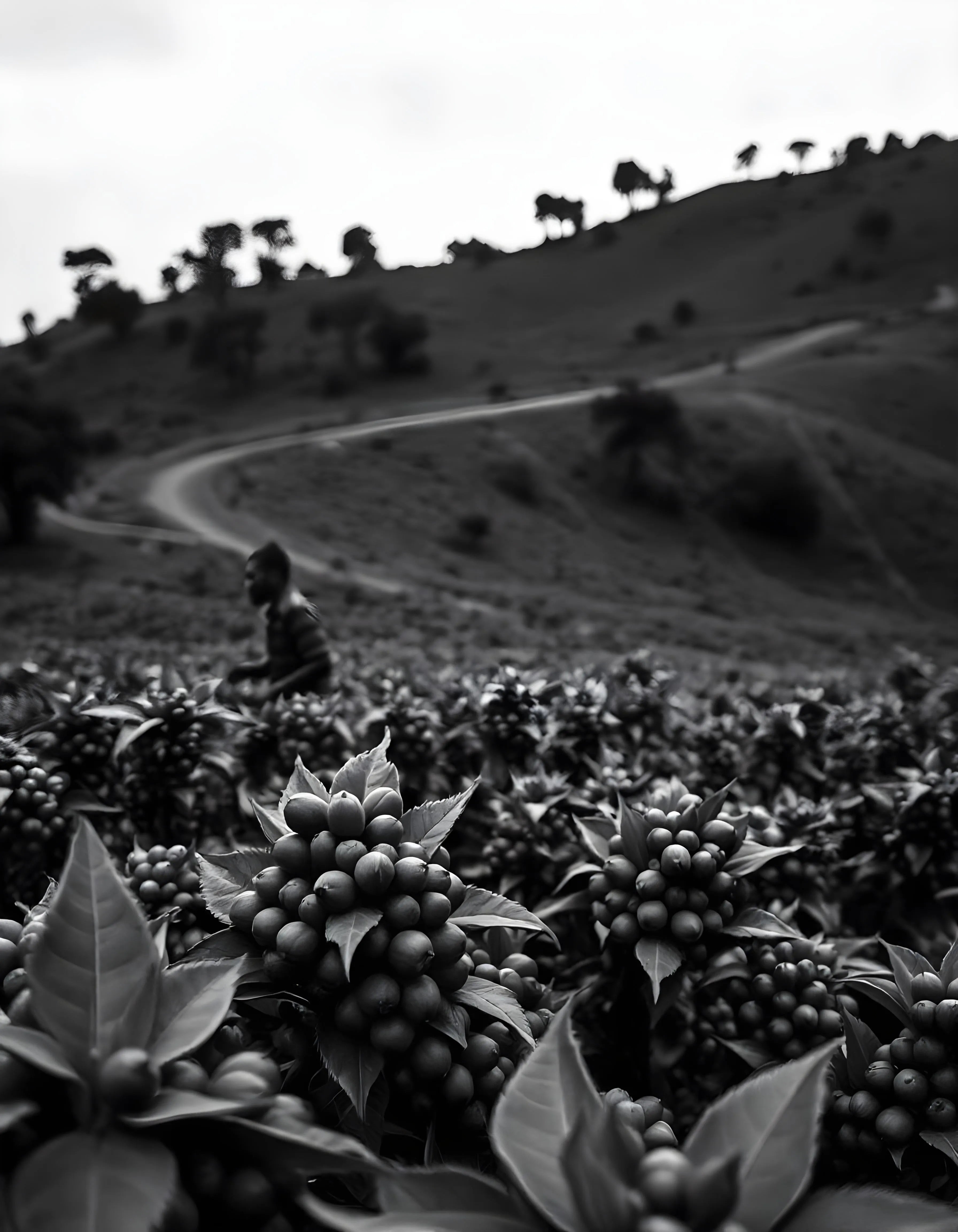 Tanzania Peaberry - Trent Allen Gourmet Coffee